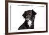 Mutt-Fabio Petroni-Framed Photographic Print