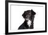 Mutt-Fabio Petroni-Framed Photographic Print