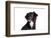 Mutt-Fabio Petroni-Framed Photographic Print