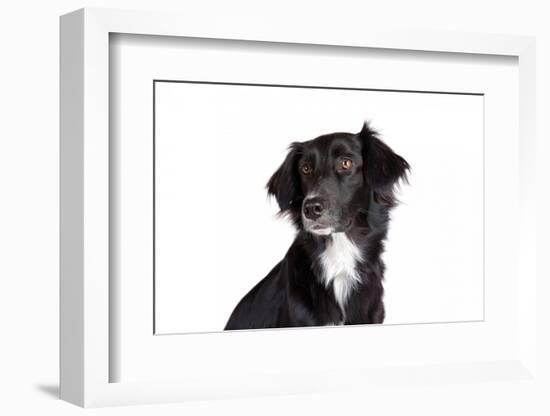 Mutt-Fabio Petroni-Framed Photographic Print