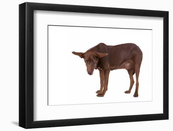 Mutt-Fabio Petroni-Framed Photographic Print