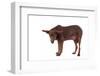 Mutt-Fabio Petroni-Framed Photographic Print