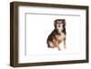 Mutt-Fabio Petroni-Framed Photographic Print