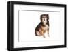 Mutt-Fabio Petroni-Framed Photographic Print