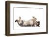 Mutt-Fabio Petroni-Framed Photographic Print