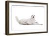 Mutt-Fabio Petroni-Framed Photographic Print