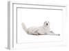 Mutt-Fabio Petroni-Framed Photographic Print