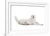 Mutt-Fabio Petroni-Framed Photographic Print