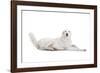 Mutt-Fabio Petroni-Framed Photographic Print