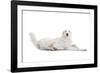 Mutt-Fabio Petroni-Framed Photographic Print