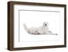 Mutt-Fabio Petroni-Framed Photographic Print