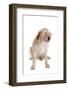 Mutt-Fabio Petroni-Framed Photographic Print