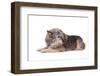 Mutt-Fabio Petroni-Framed Photographic Print