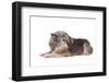 Mutt-Fabio Petroni-Framed Photographic Print