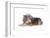 Mutt-Fabio Petroni-Framed Photographic Print