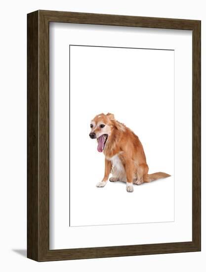 Mutt-Fabio Petroni-Framed Photographic Print