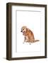 Mutt-Fabio Petroni-Framed Photographic Print