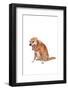 Mutt-Fabio Petroni-Framed Photographic Print