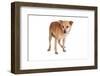 Mutt-Fabio Petroni-Framed Photographic Print