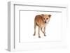 Mutt-Fabio Petroni-Framed Photographic Print