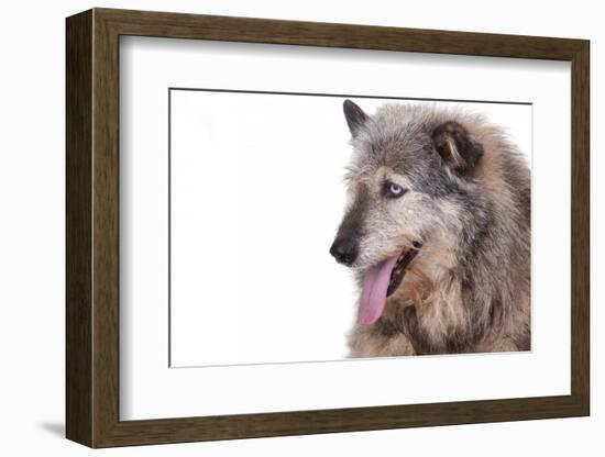 Mutt-Fabio Petroni-Framed Photographic Print