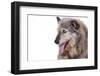 Mutt-Fabio Petroni-Framed Photographic Print