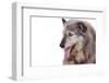 Mutt-Fabio Petroni-Framed Photographic Print