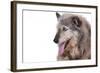 Mutt-Fabio Petroni-Framed Photographic Print