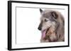 Mutt-Fabio Petroni-Framed Photographic Print