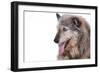 Mutt-Fabio Petroni-Framed Photographic Print