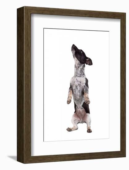 Mutt-Fabio Petroni-Framed Photographic Print