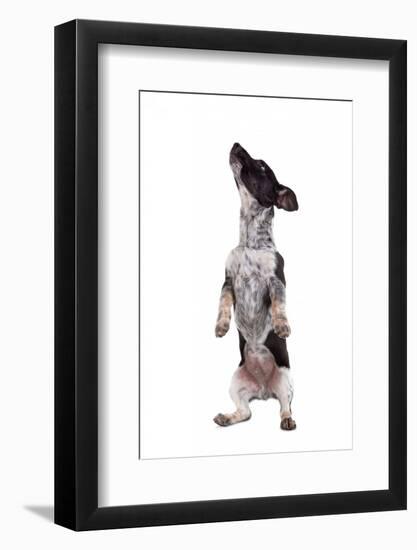 Mutt-Fabio Petroni-Framed Photographic Print