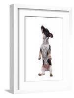 Mutt-Fabio Petroni-Framed Photographic Print