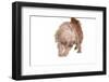 Mutt-Fabio Petroni-Framed Photographic Print