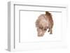 Mutt-Fabio Petroni-Framed Photographic Print