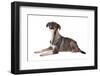 Mutt-Fabio Petroni-Framed Photographic Print