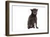 Mutt-Fabio Petroni-Framed Photographic Print