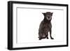 Mutt-Fabio Petroni-Framed Photographic Print