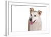 Mutt-Fabio Petroni-Framed Photographic Print