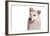 Mutt-Fabio Petroni-Framed Photographic Print