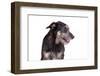 Mutt-Fabio Petroni-Framed Photographic Print