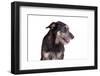 Mutt-Fabio Petroni-Framed Photographic Print