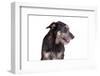 Mutt-Fabio Petroni-Framed Photographic Print