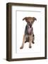 Mutt-Fabio Petroni-Framed Photographic Print