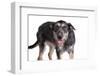 Mutt-Fabio Petroni-Framed Photographic Print