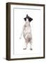 Mutt-Fabio Petroni-Framed Photographic Print