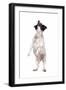 Mutt-Fabio Petroni-Framed Photographic Print