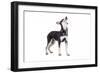 Mutt-Fabio Petroni-Framed Photographic Print