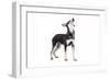 Mutt-Fabio Petroni-Framed Photographic Print