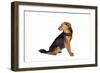 Mutt-Fabio Petroni-Framed Photographic Print